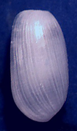 Haminoidae da identificare